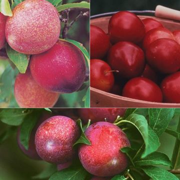 Plum Dandy Tree Collection with different plums