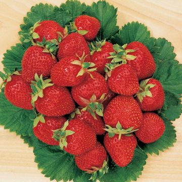 pile of strawberries