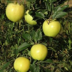 Photo of Blondee® Apple
