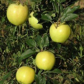 Blondee® Apple apples with bright yellow-green coloring