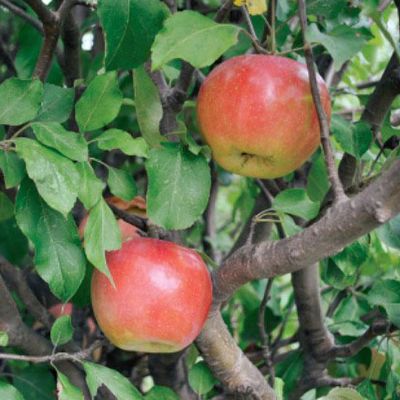 Ben Davis Apples growing on tree