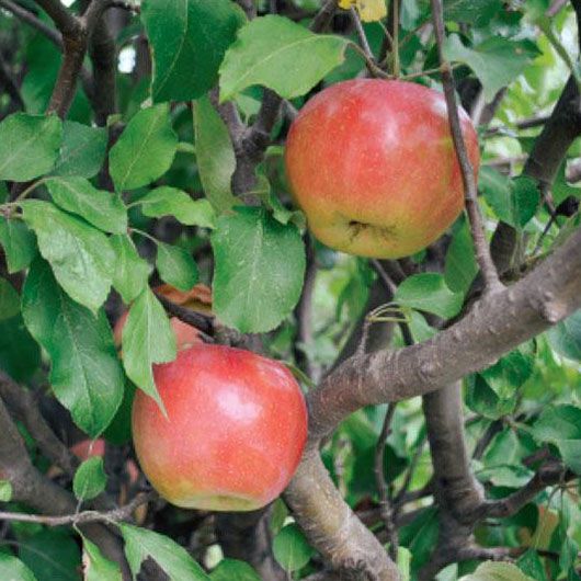 Ben Davis Apples growing on tree