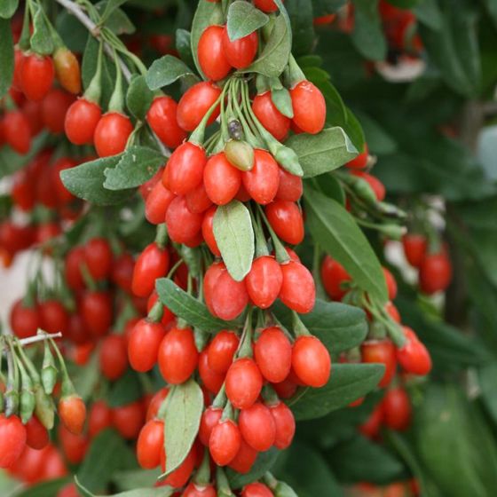 Sweet Lifeberry® Goji Berry Plant