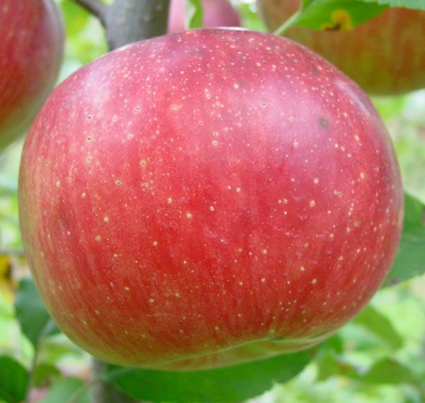 Apple - Honeycrisp - tasting notes, identification, reviews