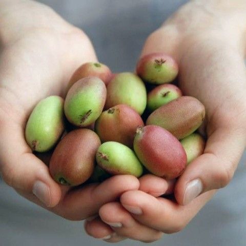 Geneva Kiwi Berries