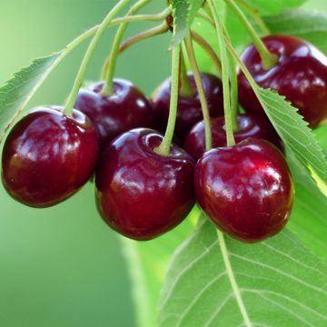 Bing Sweet Cherries ripening