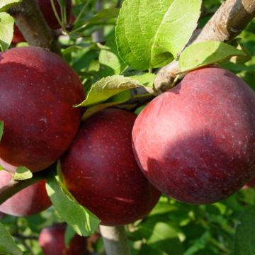 Photo of Empire Apple Tree