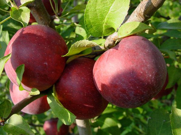 Empire - New York Apple Association