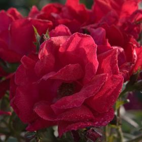 Photo of Winner's Circle™ Climbing Rose