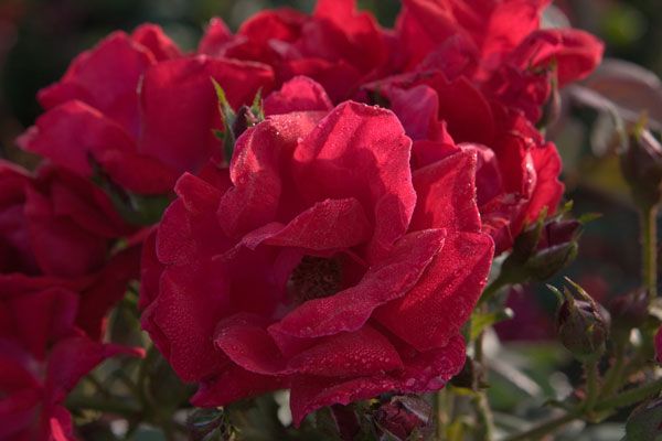 Winner's Circle™ Climbing Rose - Stark Bro's