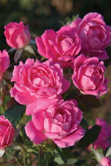 Photo of Pink Double Knock Out® Rose