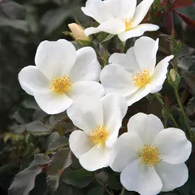 Photo of White Knock Out® Rose