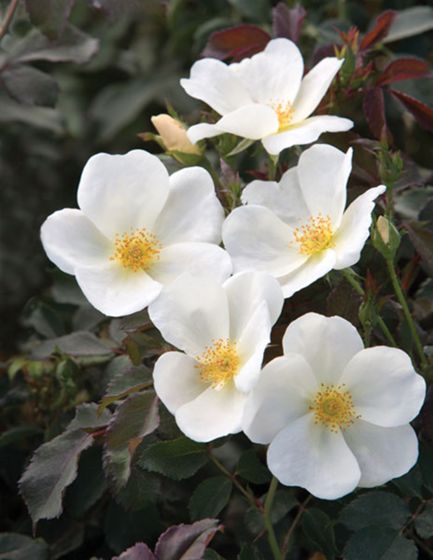 Photo of White Knock Out® Rose