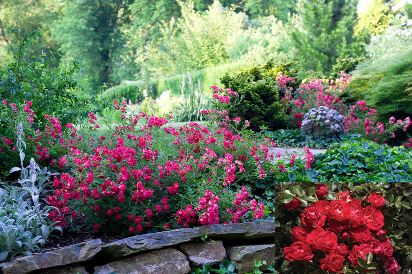 Red Drift® Shrub Rose - Stark Bro's