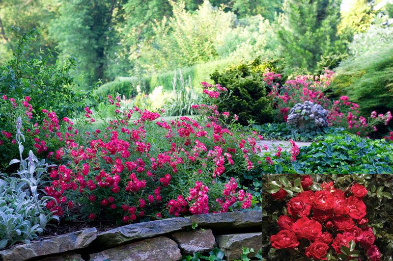 Red Drift® Shrub Rose - Roses - Stark Bro’s