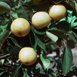 20th Century Asian Pear Tree