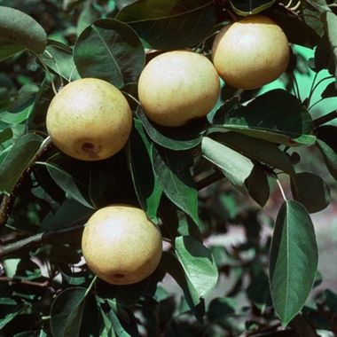 20th Century Asian Pear Tree