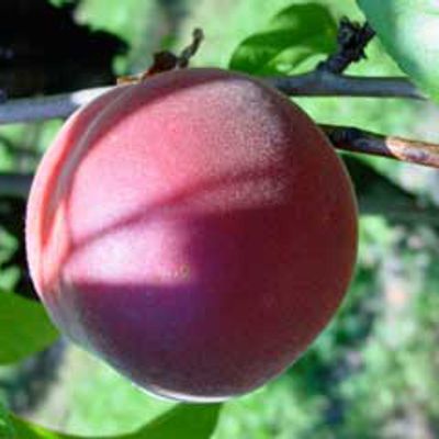 Photo of 4th of July Peach Tree