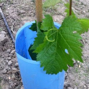 Blue-X® Vine Grow Tube close-up