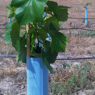 Blue-X® Vine Grow Tube in use, growing plant