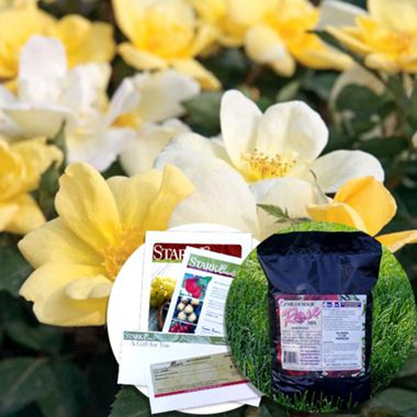 Sunny Side Up Mother's Day Gift Set with yellow flowers