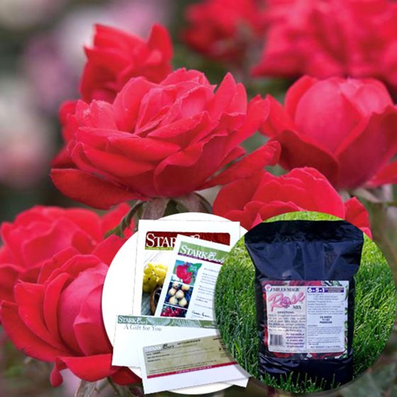 Double-Take Mother's Day Gift Set with roses, fertilizer and gift certificate