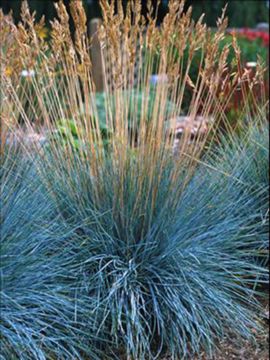Photo of Festuca 'Boulder Blue' Grass