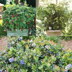 Photo of Bushel and Berry® Assortment
