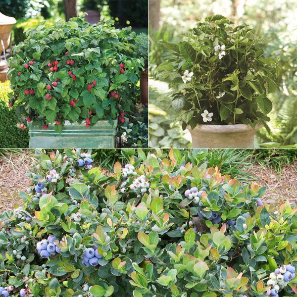 Photo of Bushel and Berry® Assortment