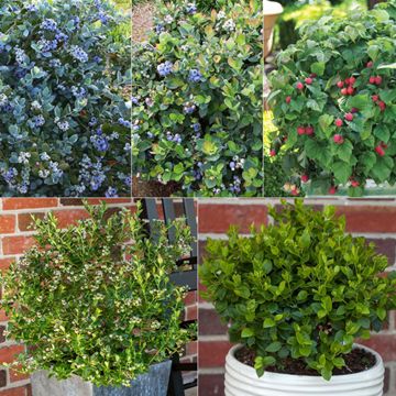 Premium Patio Berry Assortment
