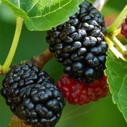 Dwarf Everbearing Mulberry Fruit