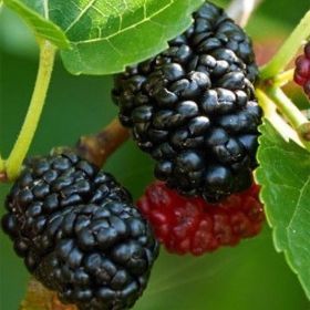 Dwarf Everbearing Mulberry Fruit