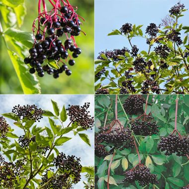 Deluxe Elderberry Collection with different elderberry plants