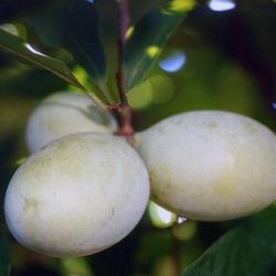 Shenandoah™ Pawpaw Tree bearing fruit