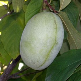 Shenandoah™ Pawpaw growing