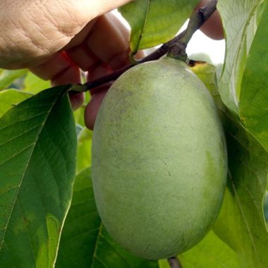 Susquehanna® Pawpaw