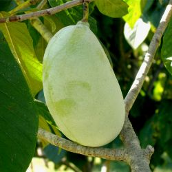 Allegheny® Pawpaw Tree with fruit