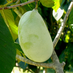 Pawpaw Trees from Stark Bro's - Paw Paw Trees For Sale