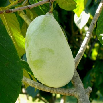 Allegheny® Pawpaw Tree with fruit