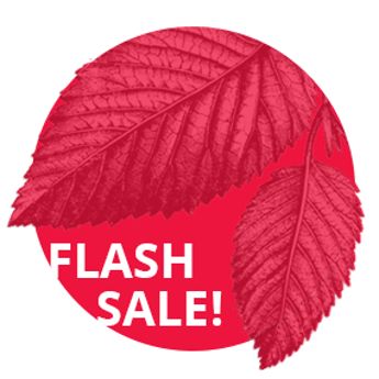 Flash Sale