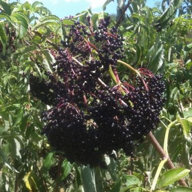 Ranch Elderberry fruit