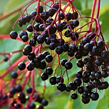 Bob Gordon Elderberries ripening