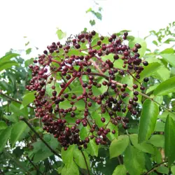 Wild Michigan Elderberry Bush