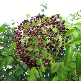 Wild Michigan Elderberry Bush