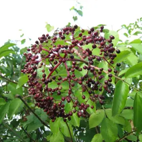 Wild Michigan Elderberry Bush
