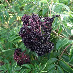 Wyldewood Elderberry Plant with fruit
