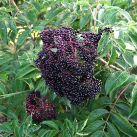 Wyldewood Elderberry Plant with fruit