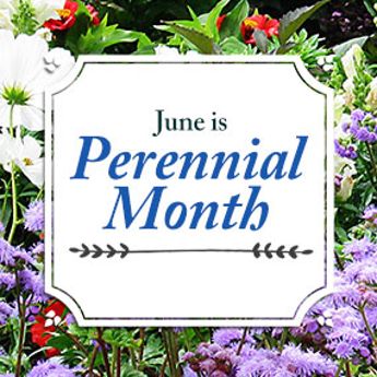 Perennial Month Sale
