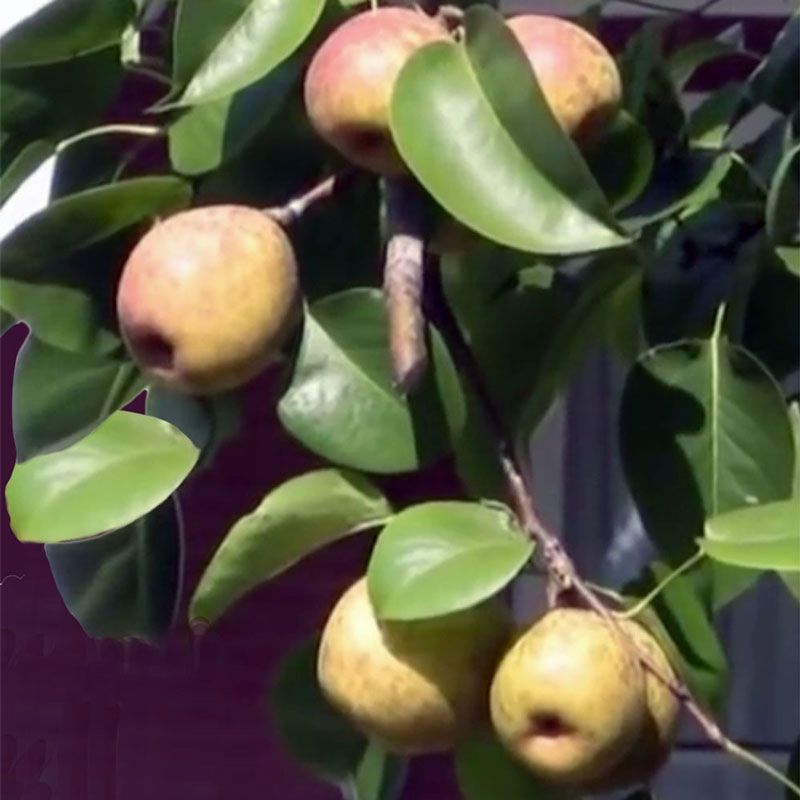 Pineapple Pear Pear Trees Stark Bro’s