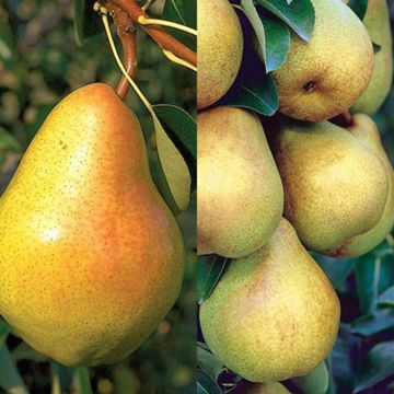 Stark® Custom Graft® 2-N-1 Pear Tree